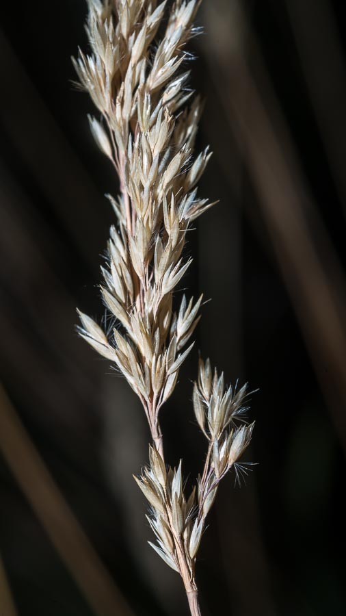 Poacea in Appennino